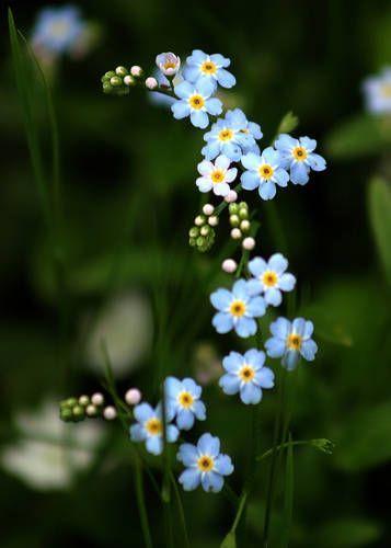 Echoes of Springtime Splendor Mix